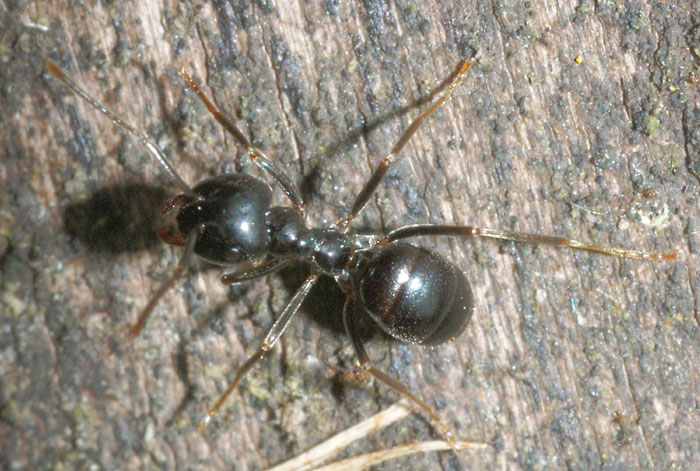 Lasius fuliginosus